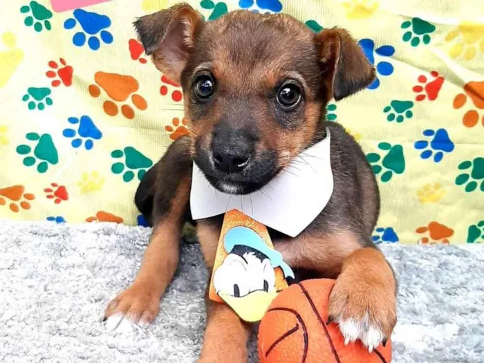 Cachorro raça Srd idade 2 a 6 meses nome Musk