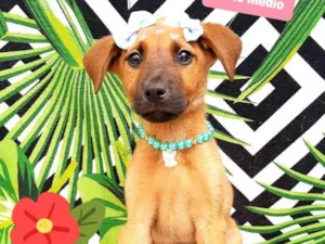 Cachorro raça Srd idade 2 a 6 meses nome Sophy