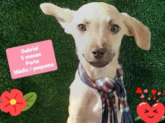 Cachorro raça Srd idade 2 a 6 meses nome Gabriel