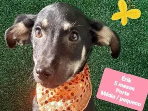 Cachorro raça Srd idade 2 a 6 meses nome Erik