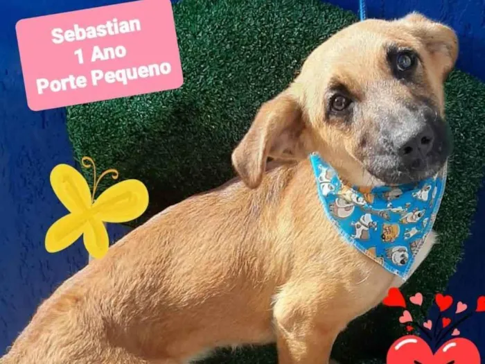 Cachorro raça Srd idade 1 ano nome Sebastian