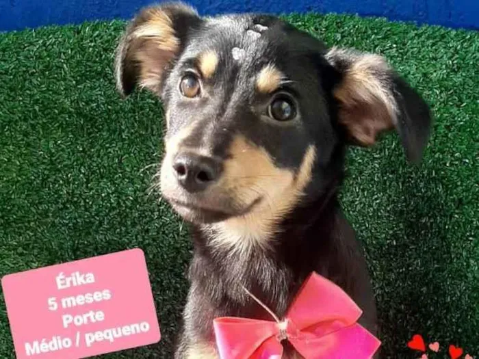 Cachorro raça Srd idade 2 a 6 meses nome Erika
