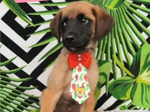 Cachorro raça Srd idade 2 a 6 meses nome Tobby