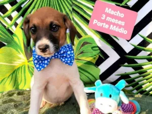 Cachorro raça Srd idade 2 a 6 meses nome Cleford