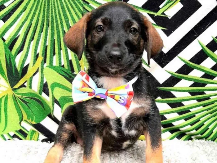 Cachorro raça Srd idade 2 a 6 meses nome Castiel