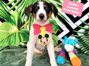 Cachorro raça Srd idade 2 a 6 meses nome Sam