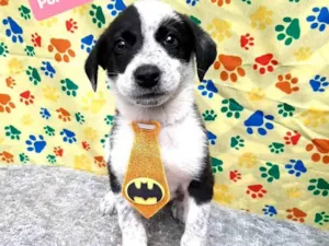 Cachorro raça Srd idade 2 a 6 meses nome Wayne