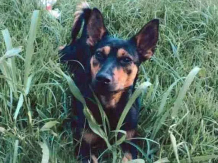 Cachorro ra a SRD idade 1 ano nome Sírius