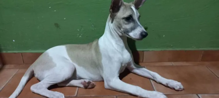 Cachorro raça  idade 2 a 6 meses nome Snoop