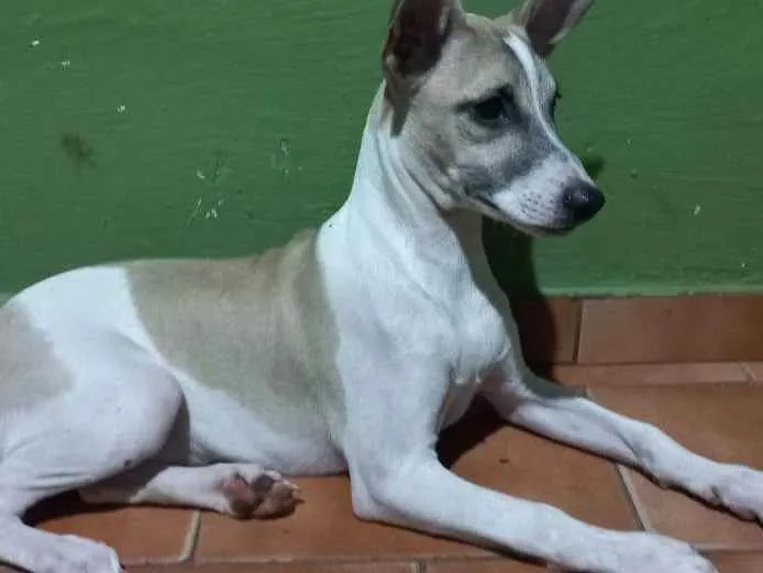 Cachorro raça  idade 2 a 6 meses nome Snoop