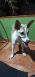 Snoop