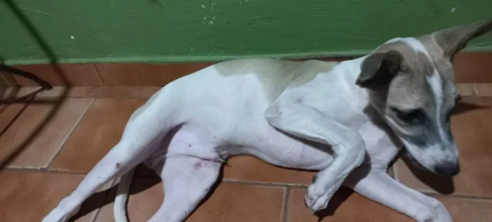 Cachorro raça  idade 2 a 6 meses nome Snoop