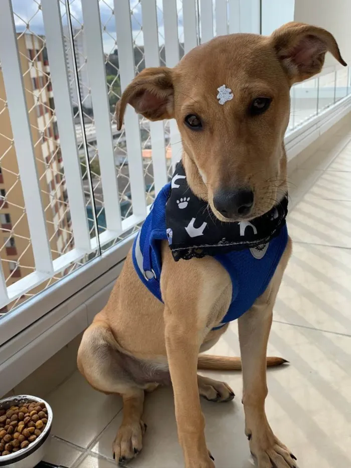 Cachorro raça SRD idade 2 a 6 meses nome Apollo