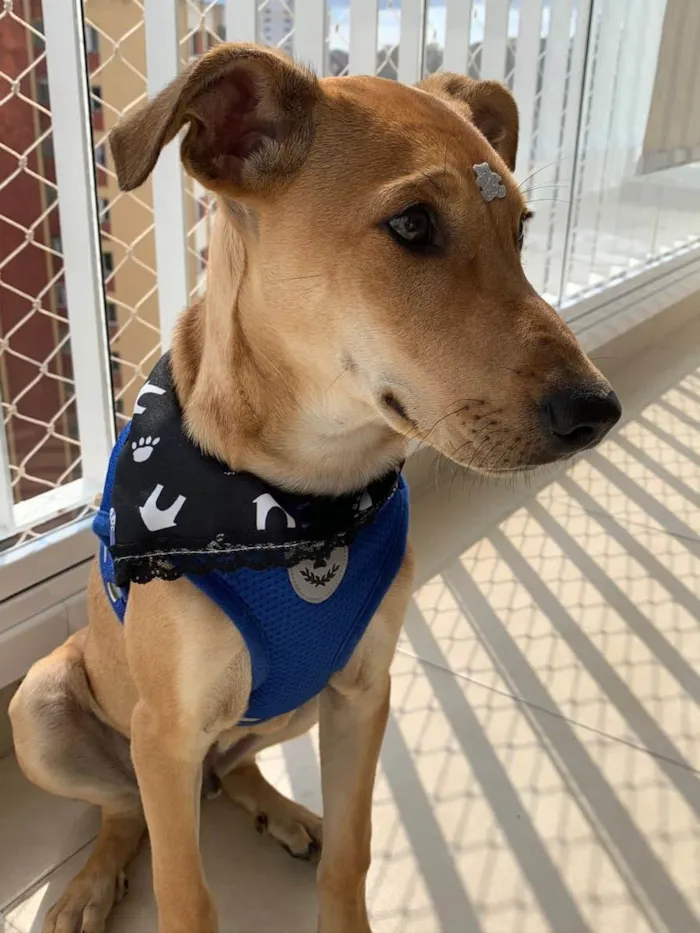 Cachorro raça SRD idade 2 a 6 meses nome Apollo