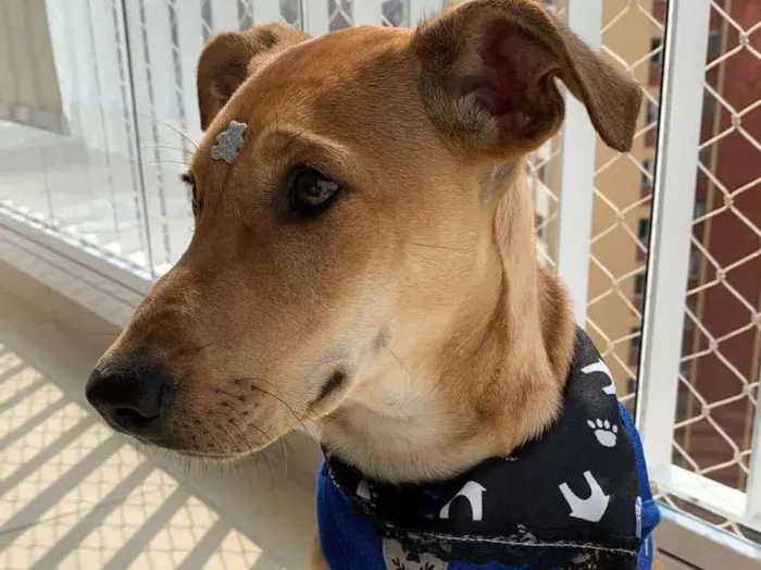 Cachorro raça SRD idade 2 a 6 meses nome Apollo