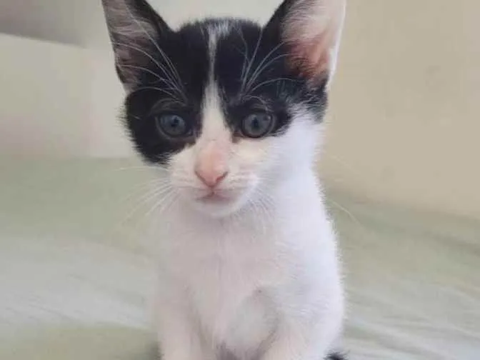 Gato raça Srd idade 2 a 6 meses nome Celine