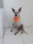 Cachorro raça Srd idade 2 anos nome Dorinha 