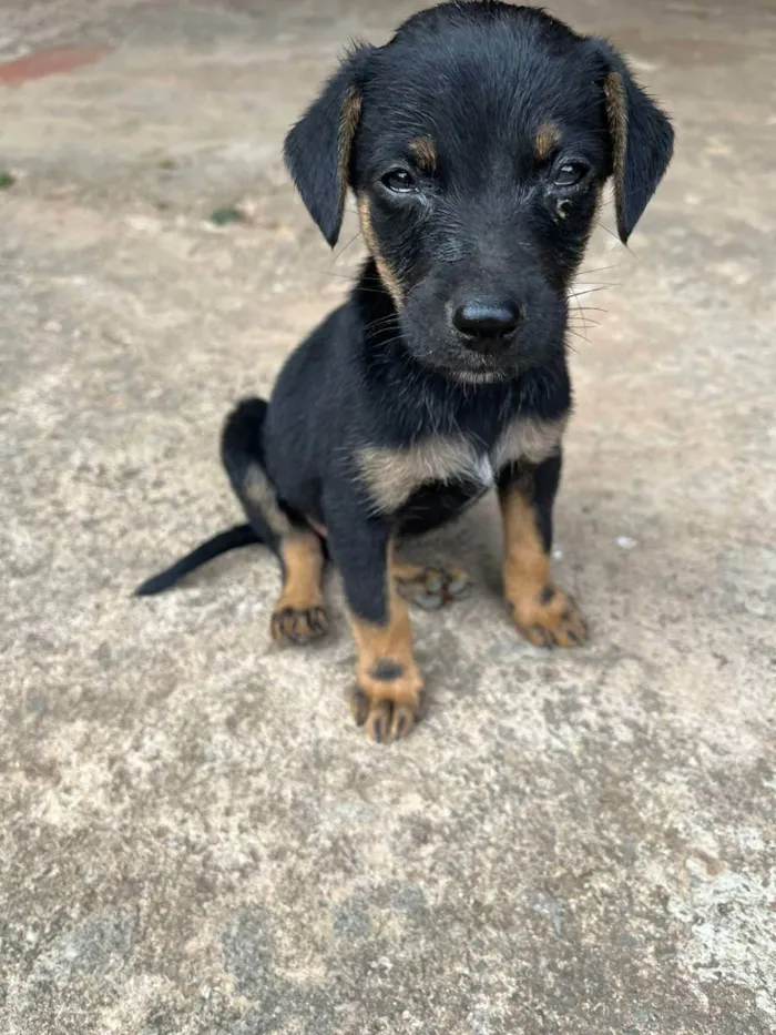 Cachorro ra a Sem Raça Definida idade Abaixo de 2 meses nome Luke