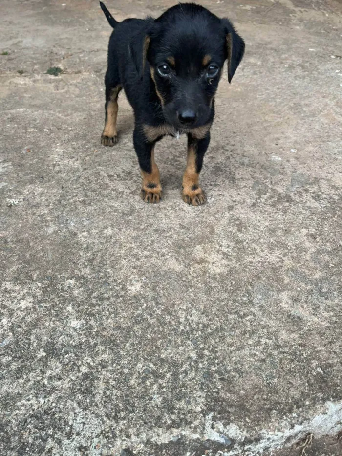 Cachorro ra a Sem Raça Definida idade Abaixo de 2 meses nome Luke