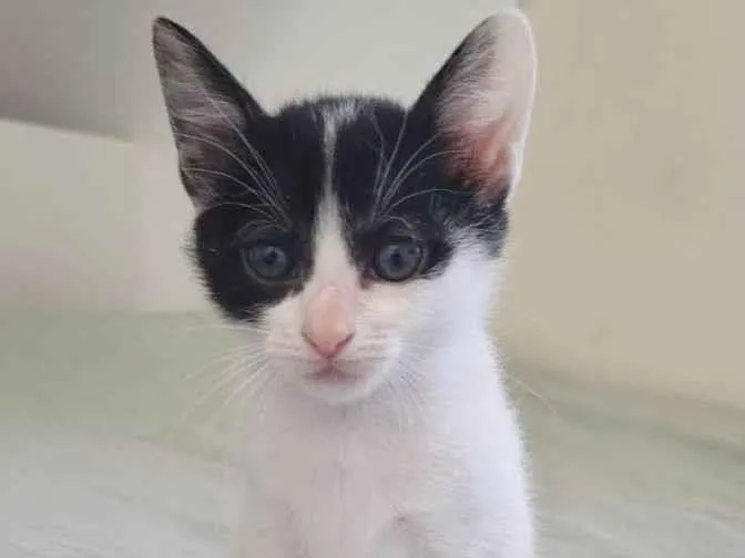 Gato raça Srd idade 2 a 6 meses nome Celine