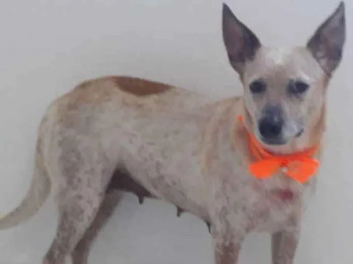 Cachorro raça Srd idade 2 anos nome Dorinha 