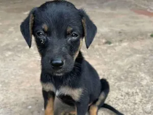 Cachorro raça Sem Raça Definida idade Abaixo de 2 meses nome Luke