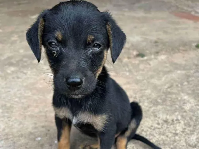 Cachorro ra a Sem Raça Definida idade Abaixo de 2 meses nome Luke