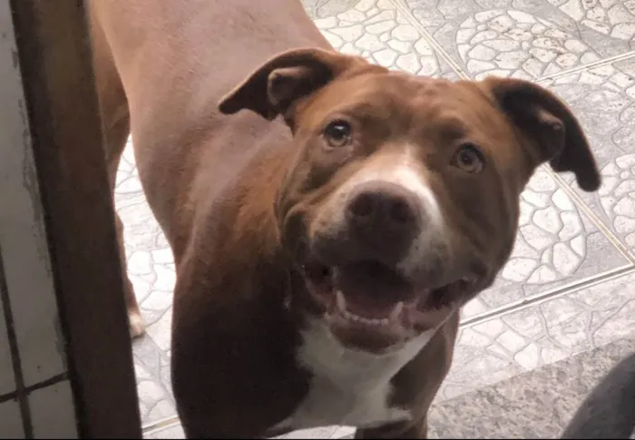 Cachorro ra a Staffordshire bull terrier idade 1 ano nome Aurora