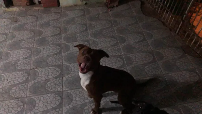 Cachorro ra a Staffordshire bull terrier idade 1 ano nome Aurora