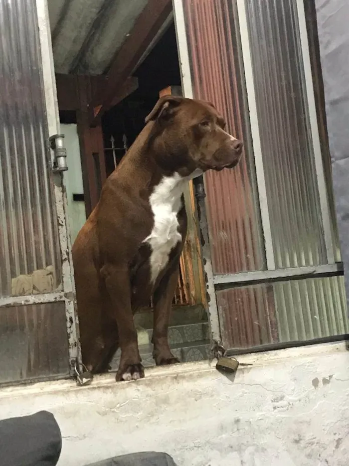 Cachorro ra a Staffordshire bull terrier idade 1 ano nome Aurora