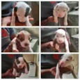 Filhotes de pitbull