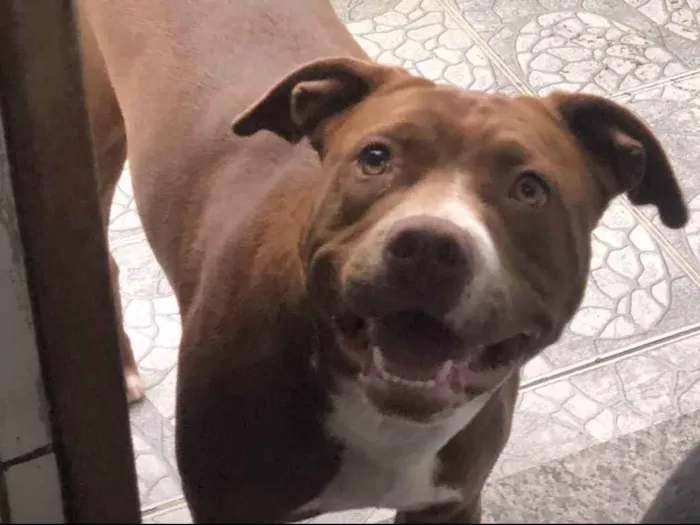 Cachorro ra a Staffordshire bull terrier idade 1 ano nome Aurora