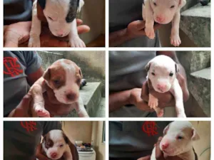 Cachorro raça Pitbull idade Abaixo de 2 meses nome Filhotes de pitbull