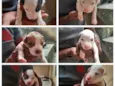 Filhotes de pitbull
