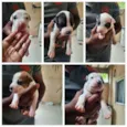 Filhotes de pitbull