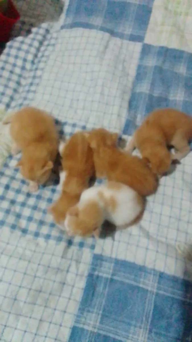 Gato raça Sem raça idade Abaixo de 2 meses nome Sem nome 