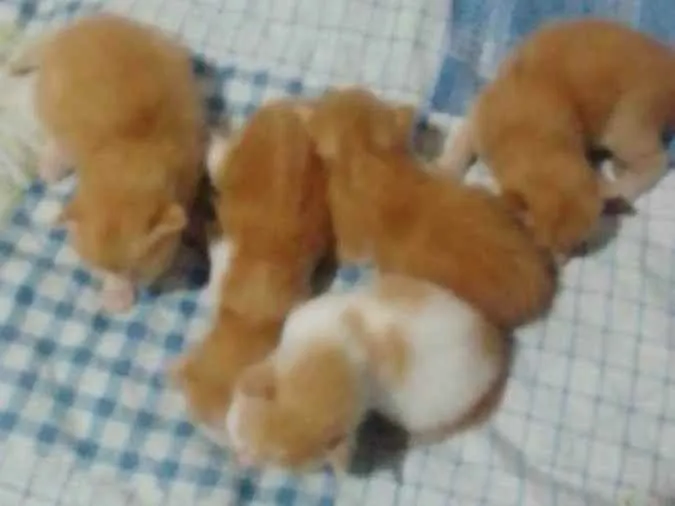 Gato raça Sem raça idade Abaixo de 2 meses nome Sem nome 