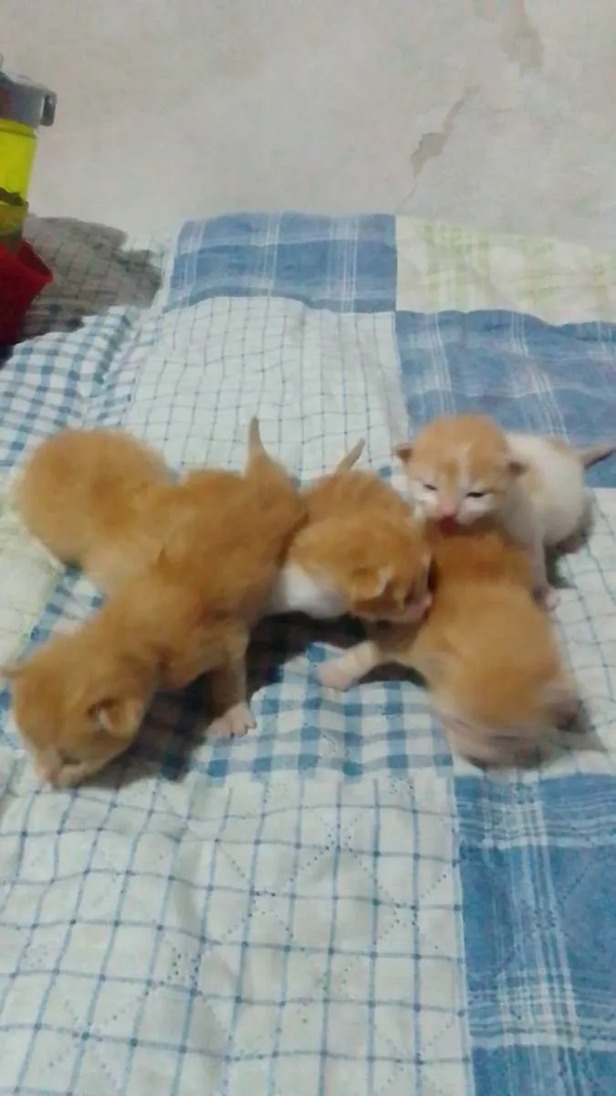 Gato raça Sem raça idade Abaixo de 2 meses nome Sem nome 