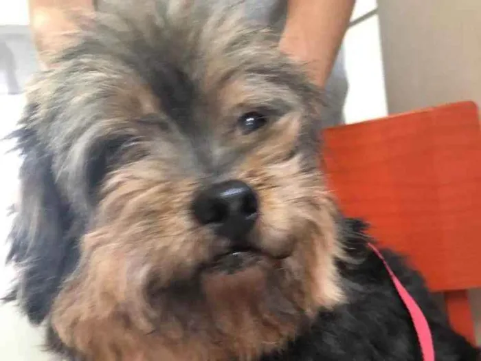 Cachorro raça  idade 6 ou mais anos nome Bento