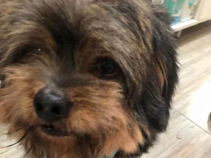 Cachorro raça  idade 6 ou mais anos nome Bento