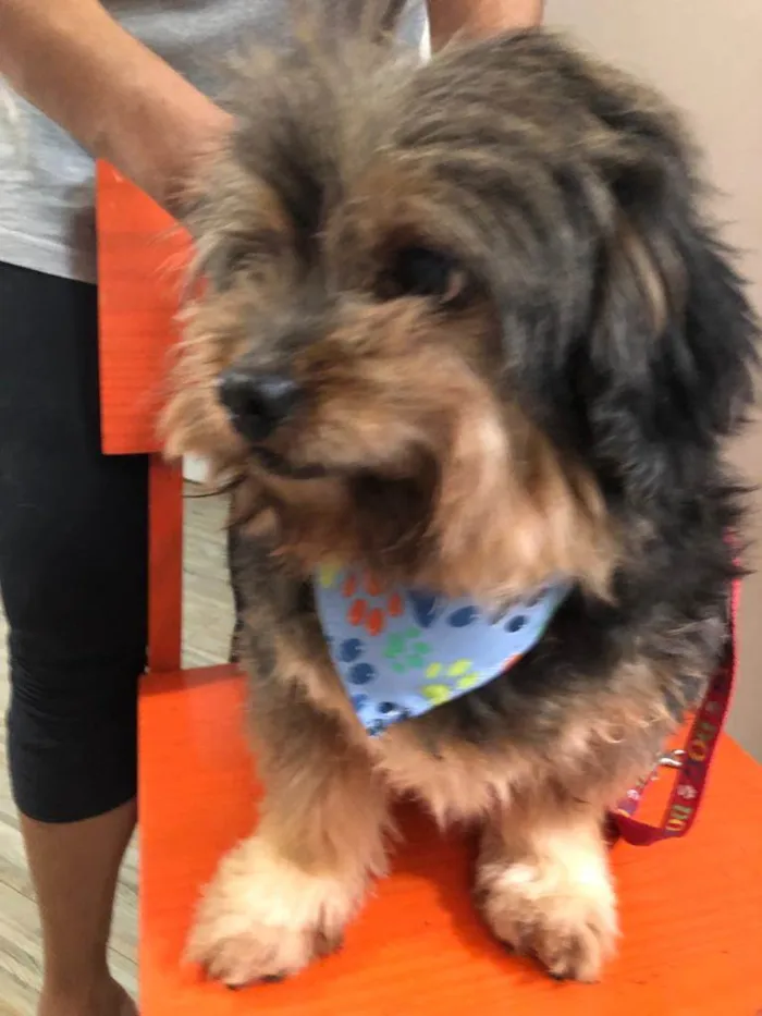 Cachorro raça  idade 6 ou mais anos nome Bento