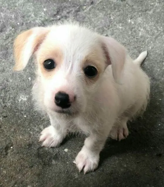 Cachorro raça  idade 2 a 6 meses nome Filhotes Sueli