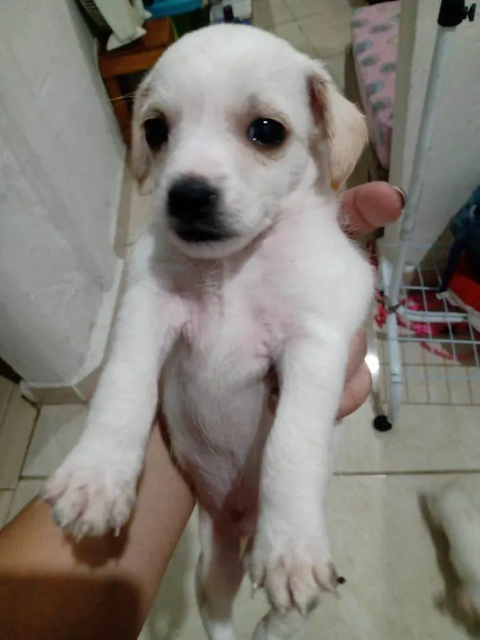 Cachorro raça  idade 2 a 6 meses nome Filhotes Sueli