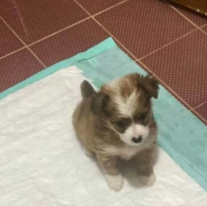 Cachorro raça  idade 2 a 6 meses nome Filhotes Sueli