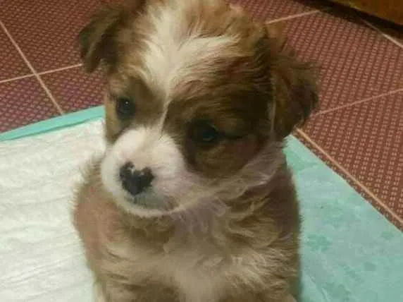 Cachorro raça  idade 2 a 6 meses nome Filhotes Sueli