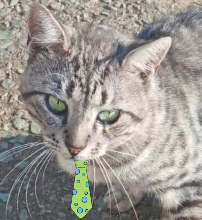 Gato ra a Mestiço  idade 1 ano nome Luke 