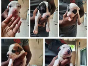 Cachorro raça Pitbull idade Abaixo de 2 meses nome Filhotes de pitbull 
