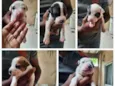 Filhotes de pitbull
