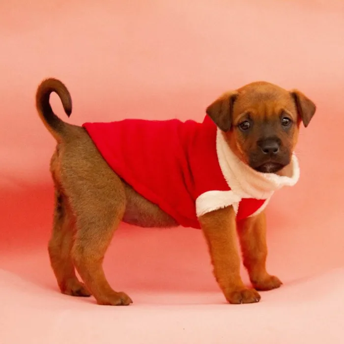 Cachorro ra a Sem raça definida idade Abaixo de 2 meses nome Lilica