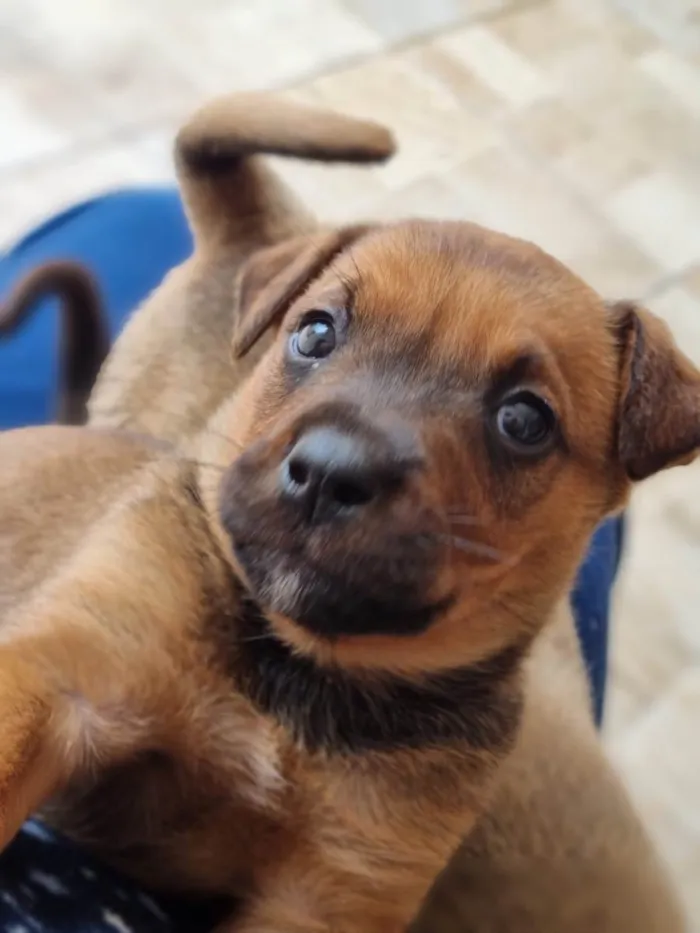 Cachorro ra a Sem raça definida idade Abaixo de 2 meses nome Lilica